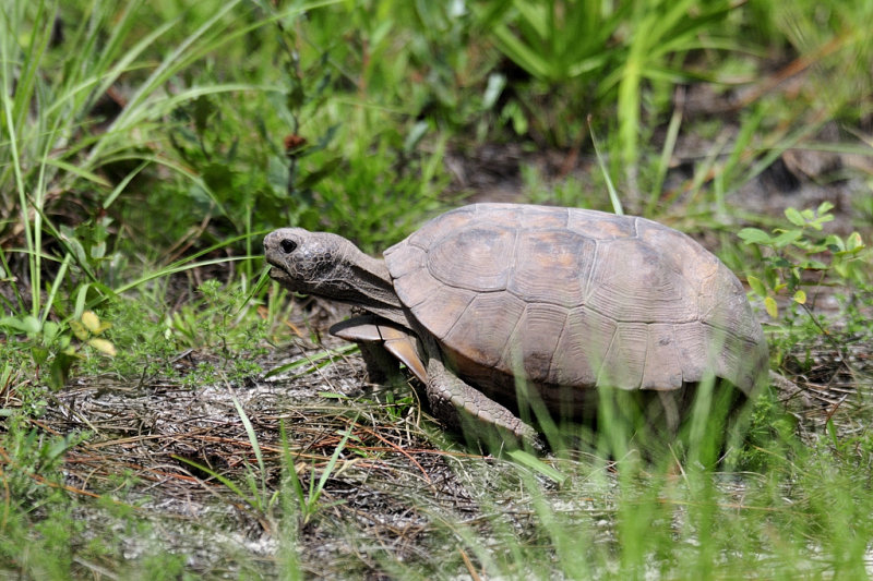 Gopher tortoise