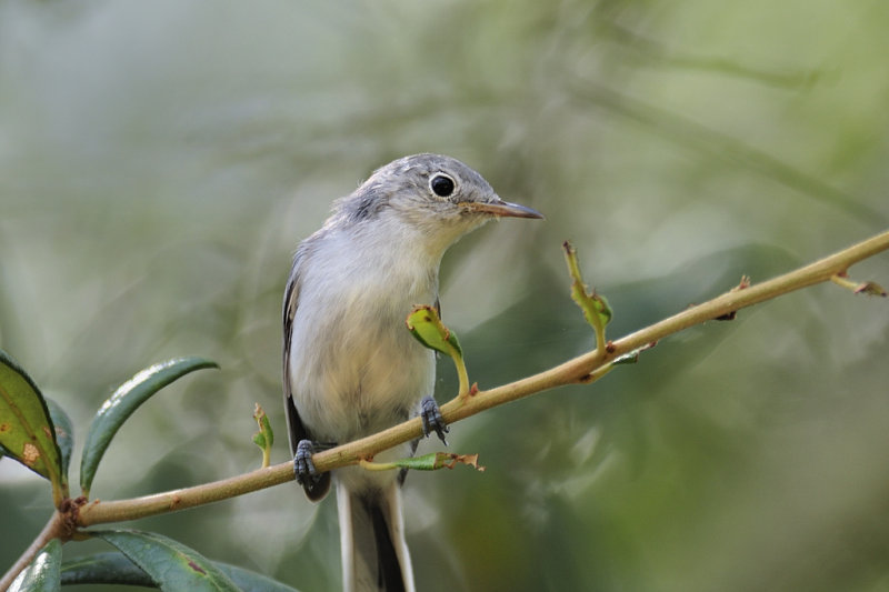 Blue-gray gnatcatcher