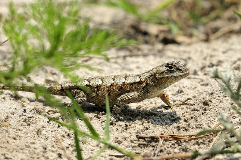 Eastern Fence Lizard