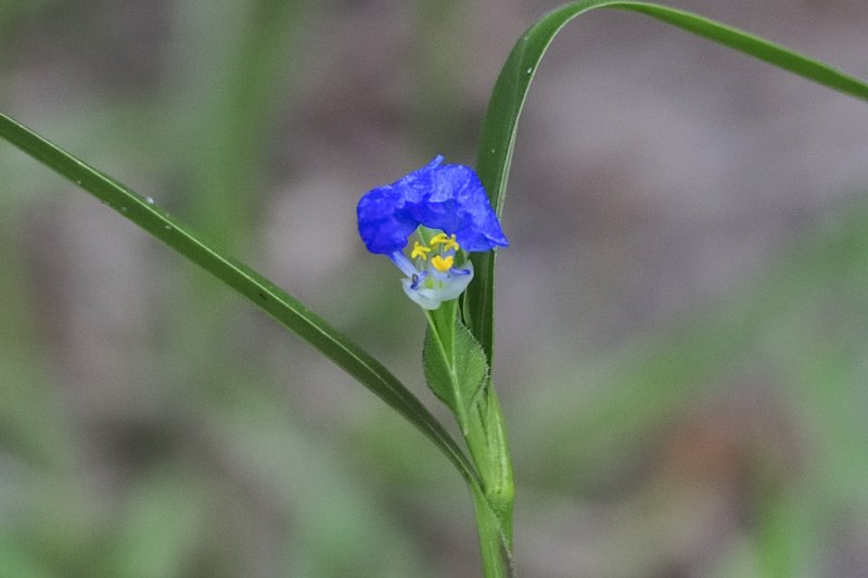 Dayflower