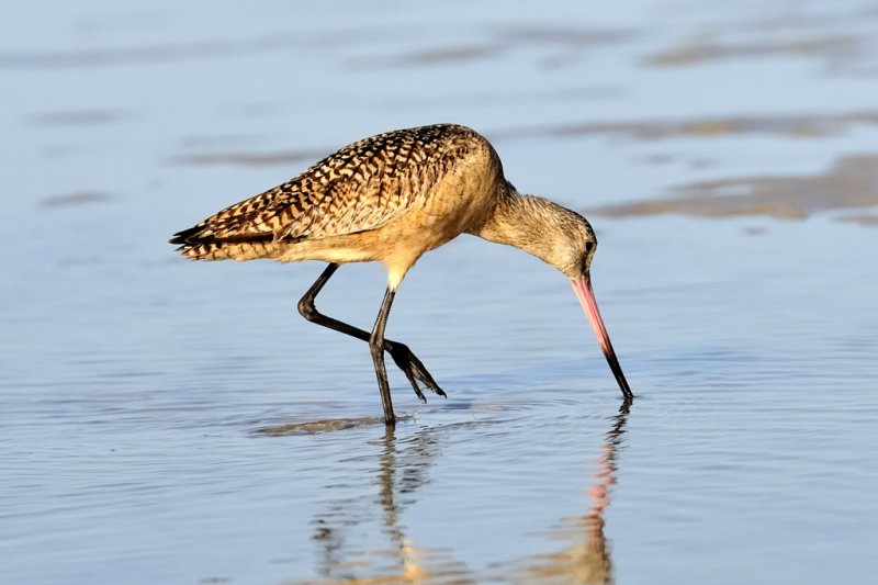 Marble godwit