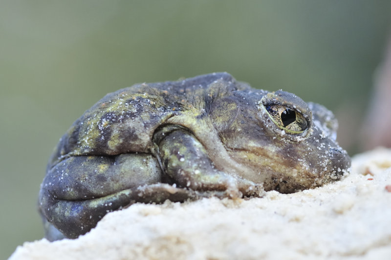 Eastern Spadefoot