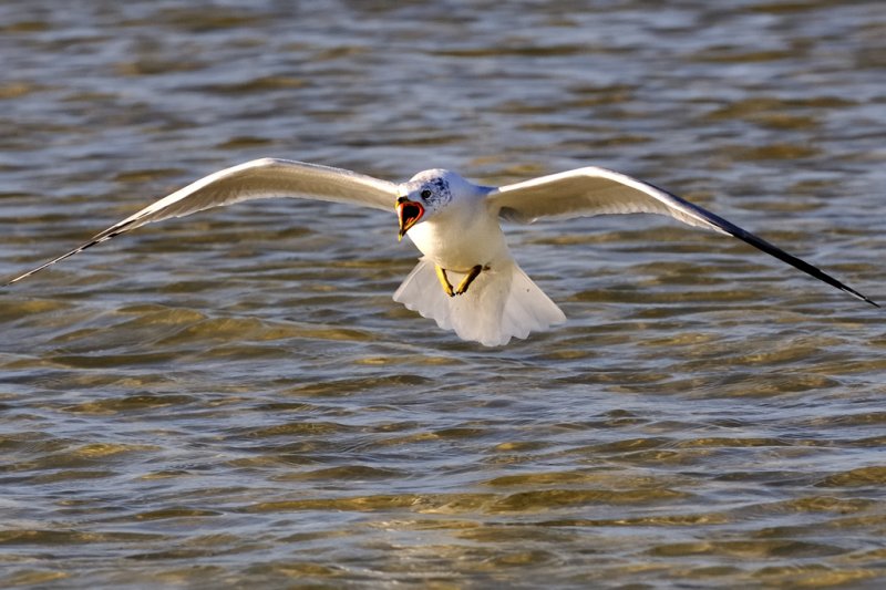 Ring-billed gull