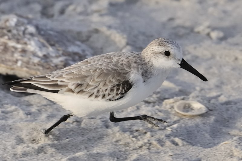 Sanderling