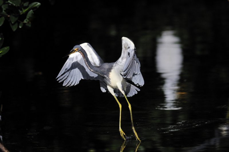 Tri-color heron