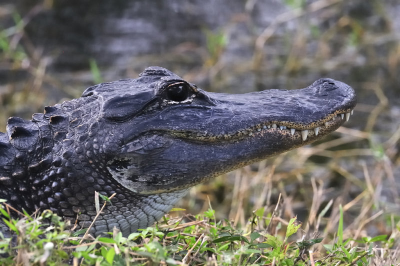 Alligator