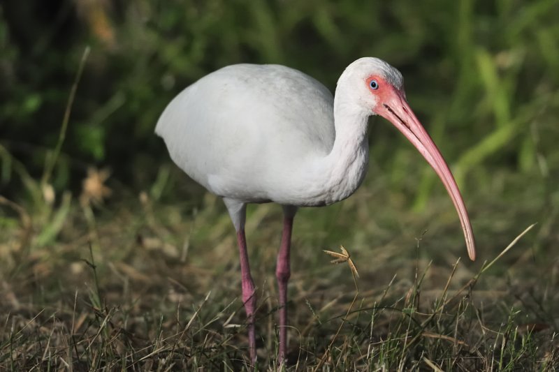 White ibis