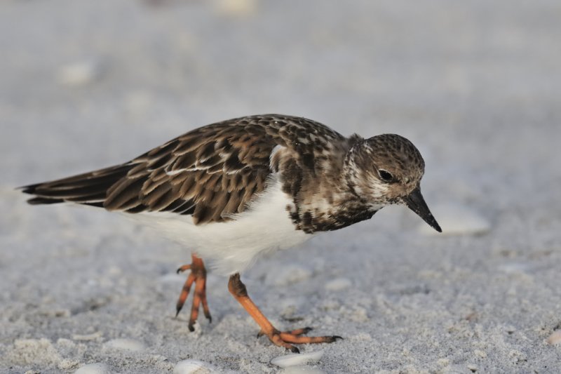 Ruddy turnstone