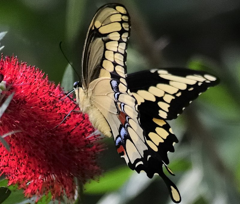 Giant swallowtail