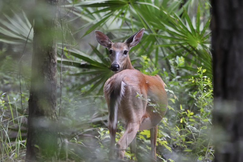 White tailed deer