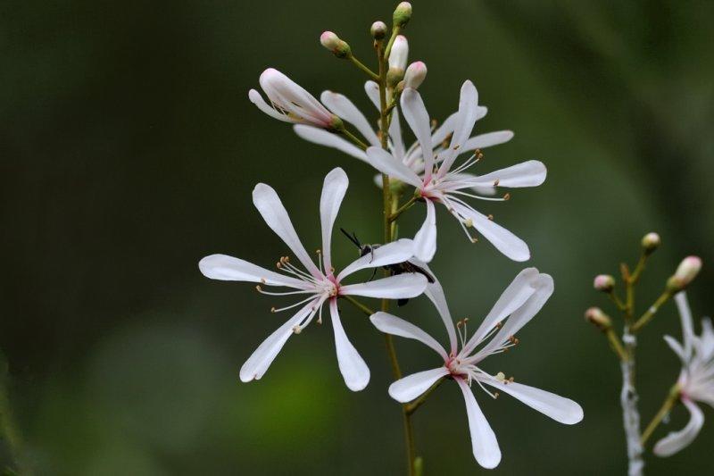 Tar flower