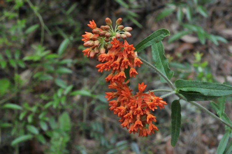 Orange Milkweed