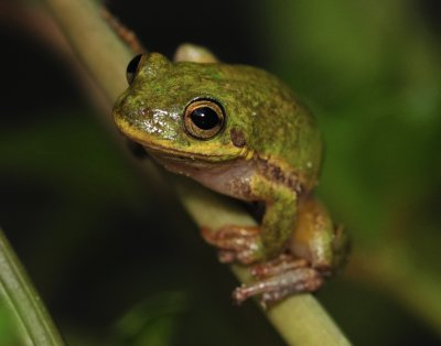 Squirrel treefrog