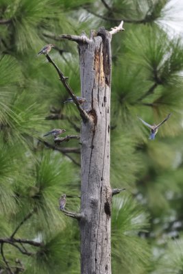 Eastern Bluebird tree.jpg