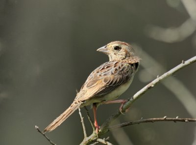Bachmans sparrow