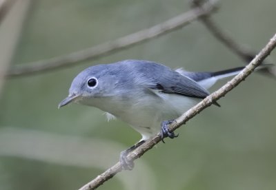 Blue-gray gnatcatcher