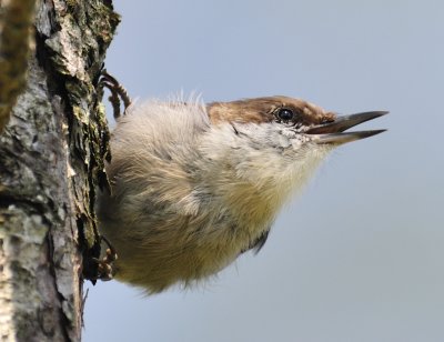 Brown-headed nuthatch