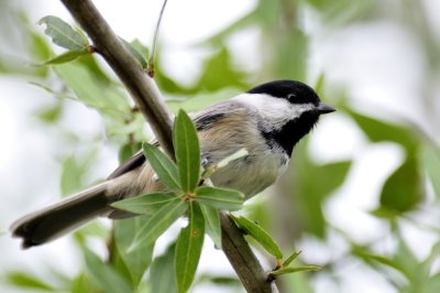 Carolina chickadee