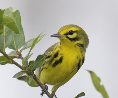 Prairie warbler