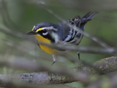 Yellow-throated Warbler
