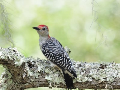 Red-bellied woodpecker