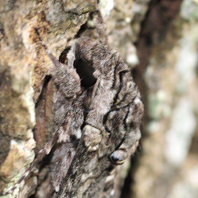 Pink Sotted hawk moth