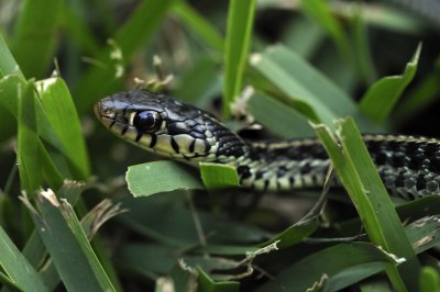 Garter snake