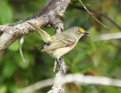 White-eyed Vireo