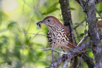 Brown Thrasher