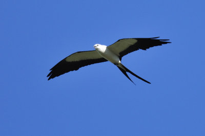 Swallow-tailed kite