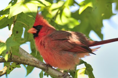 Northern Cardinal