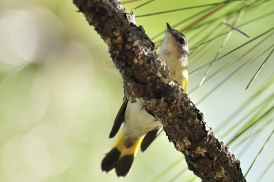 American Redstart (female)