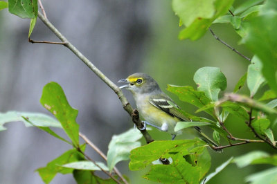 White-eyed vireo