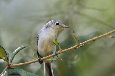 Blue-gray gnatcatcher