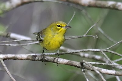 Pine warbler