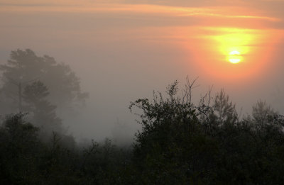 Sunrise in the Etoniah Creek State Forest