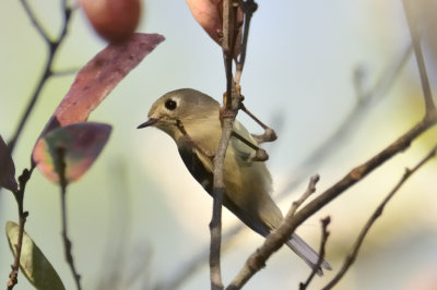Ruby-crowned Kinglet