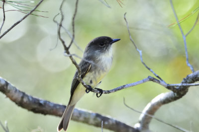 Eastern phoebe