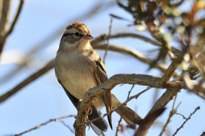 Chipping sparrow