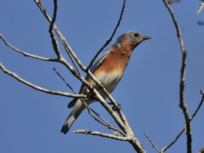 Eastern Bluebird