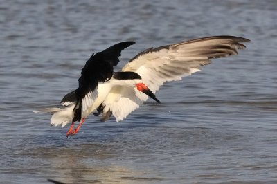 Black skimmer