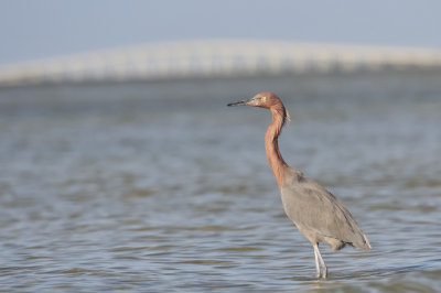 Reddish Egret