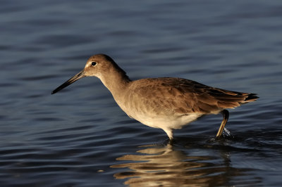 Willet