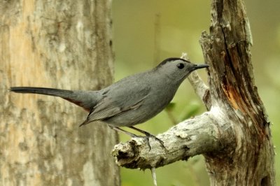 Gray catbird