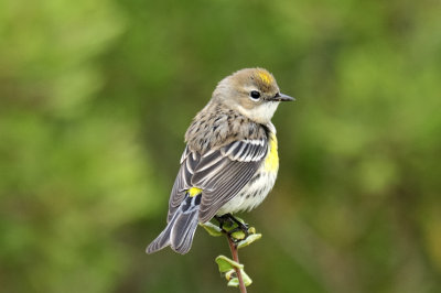 Yellow rumped warbler