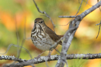Hermit thrush