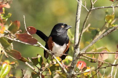 Eastern Towhee
