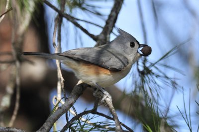 Tufted titmouse
