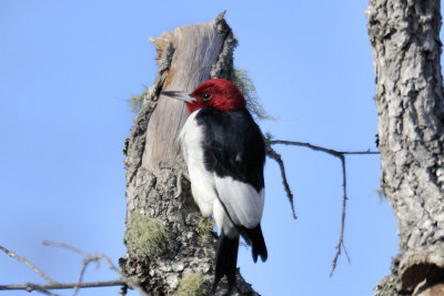 Red-headed woodpecker