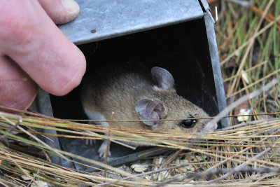                Etoniah mouse trapping